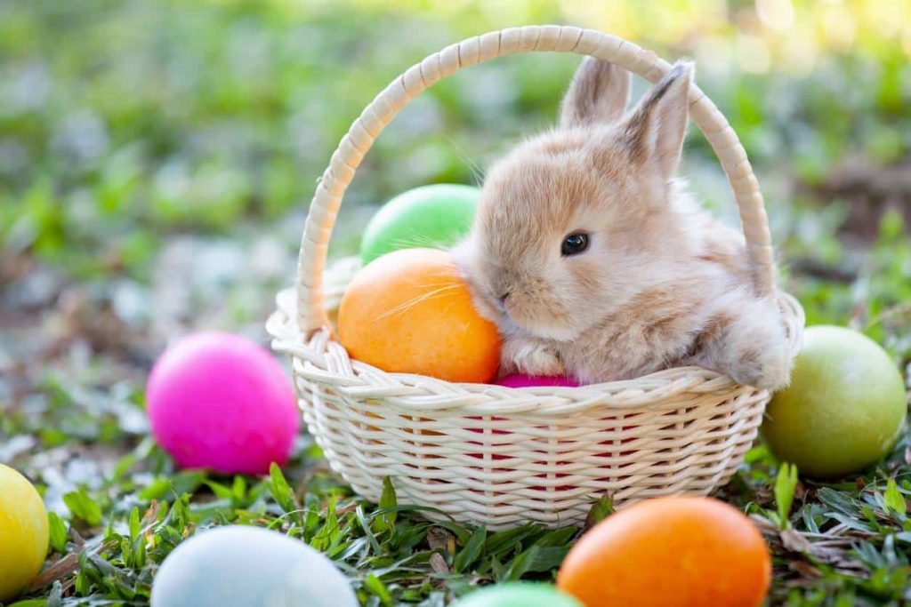 chasse aux oeufs paques